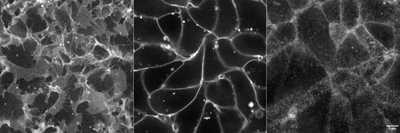 Cell line media